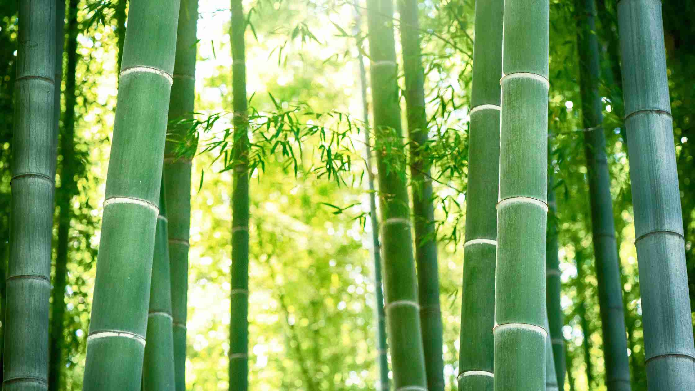 Ein Bild des dichten Bambuswaldes, in dem die grünen Farben der Pflanzen strahlen. Bambus ist eine der Pflanzenarten, die besonders reich an Chlorophyll sind und damit wichtige Nährstoffe und gesundheitliche Vorteile bietet.