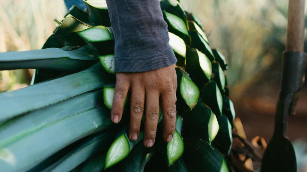 In diesem Bild wird eine Agavenpflanze sorgfältig geerntet und von Feldarbeitern weggetragen. Die Ernte der Agavenpflanzen ist ein wichtiger Schritt bei der Gewinnung von Agavendicksaft, einem natürlichen Süßungsmittel.