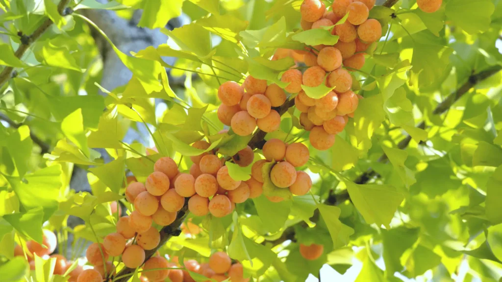 Gingko