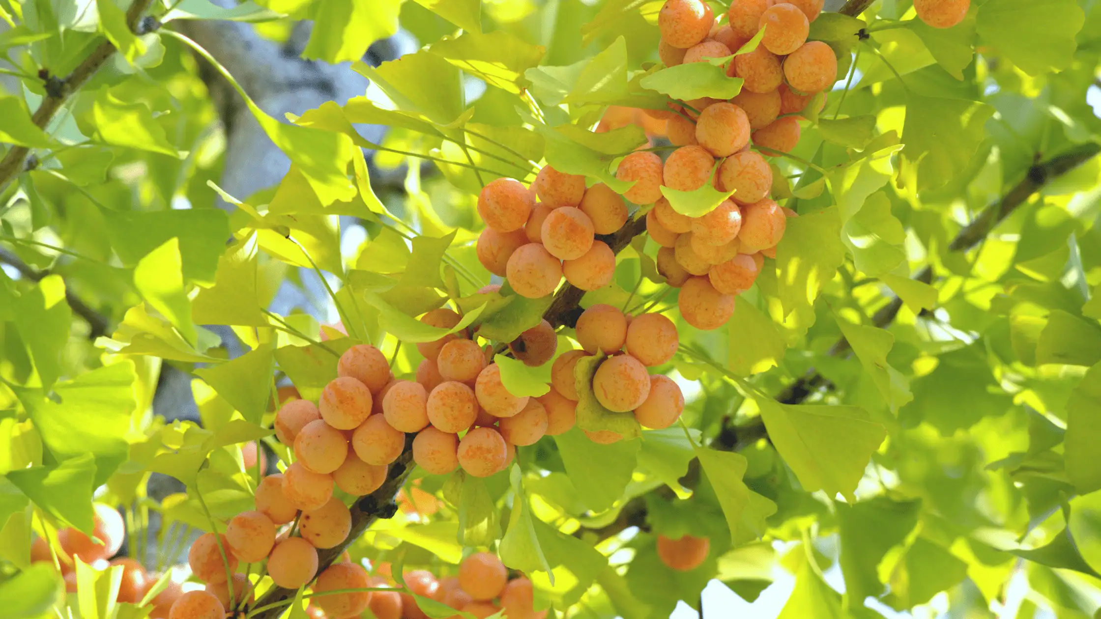 Gingko