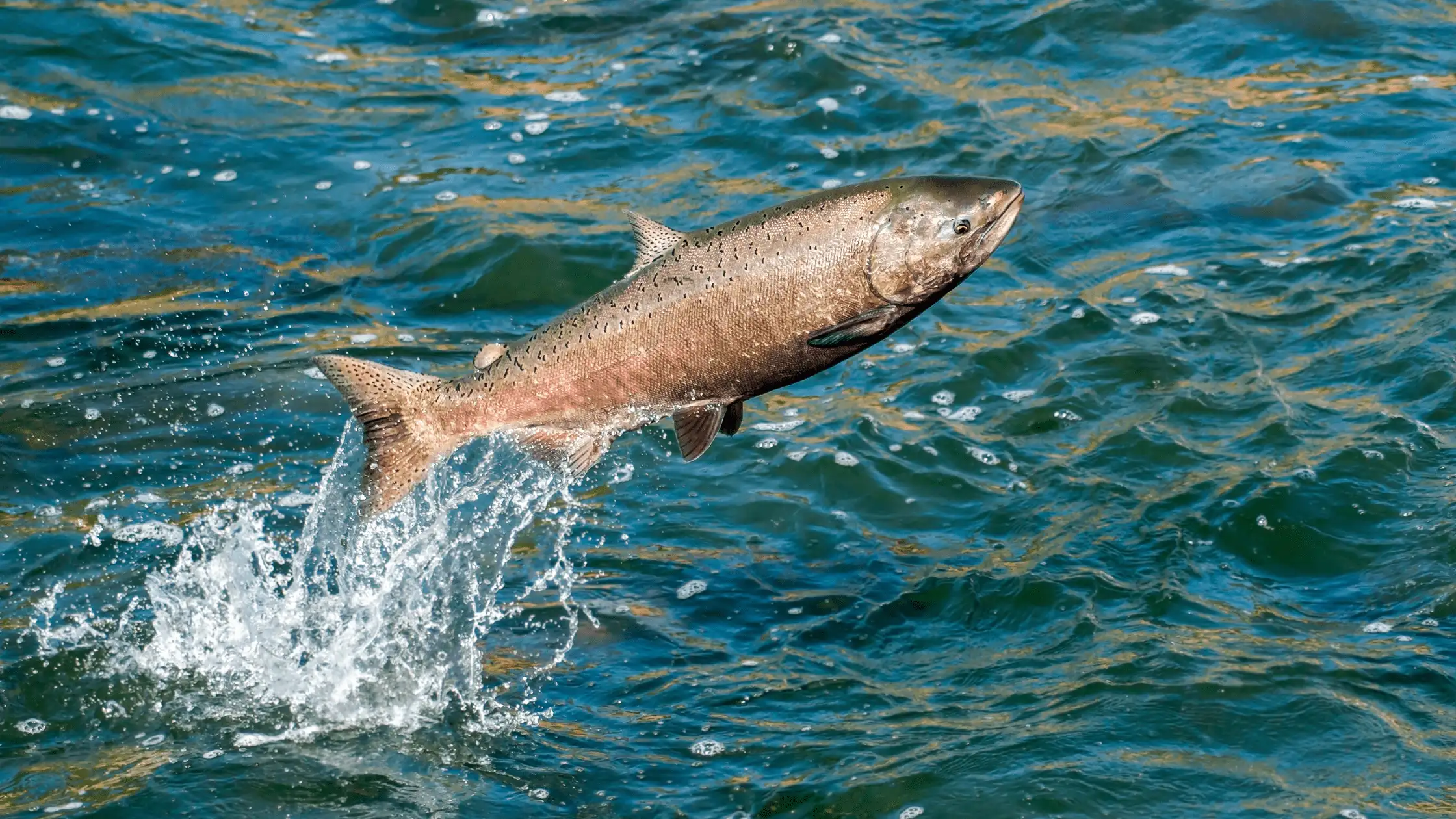 Lachs