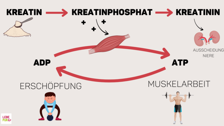 Vor Und Nachteile Von Creatin