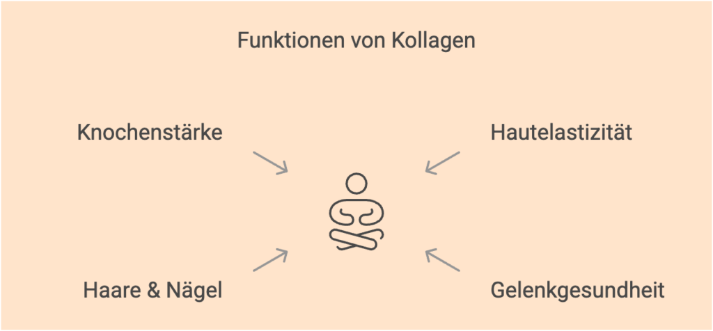 Funktionen Kollagen