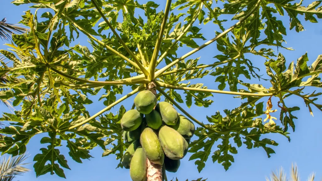 Papayabaum.jpg