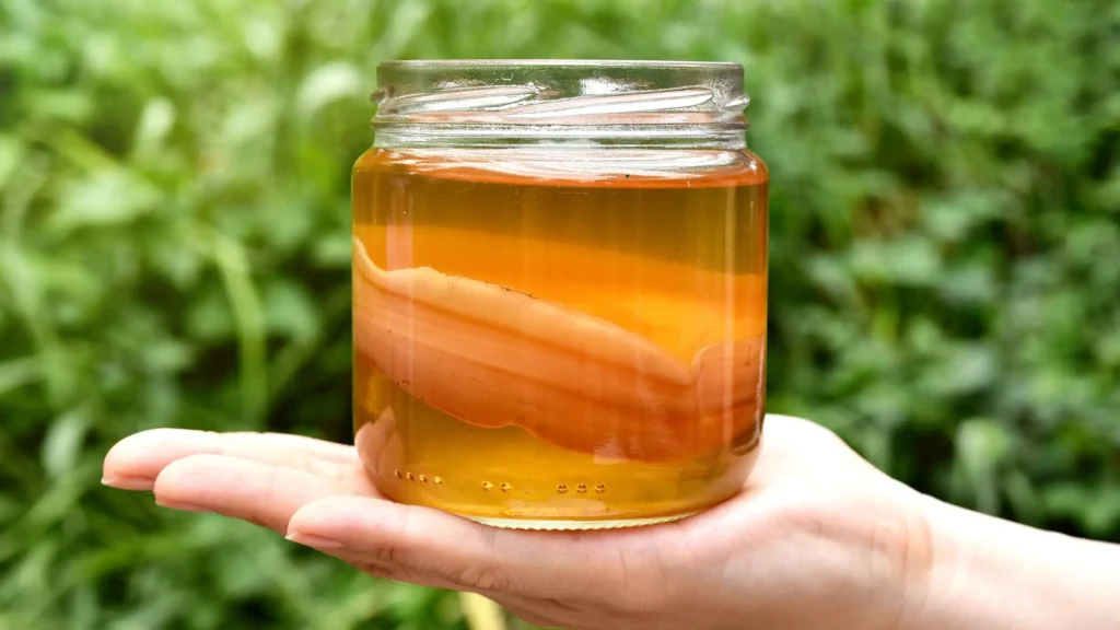 Kombucha Scoby.jpg
